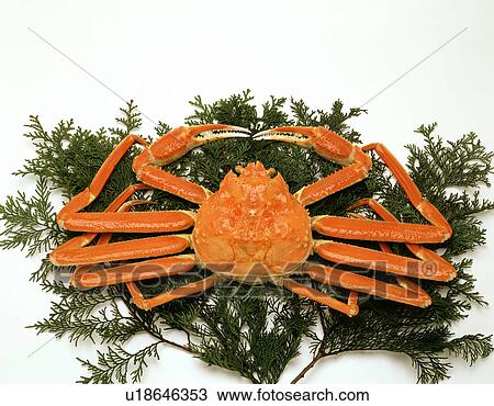 Stock Image - Snow crab. Fotosearch