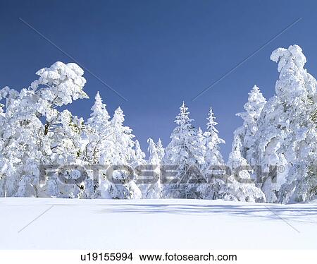 Picture - Snow on trees. Fotosearch