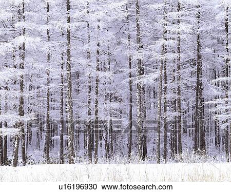 Stock Image - Snow on trees. Fotosearch