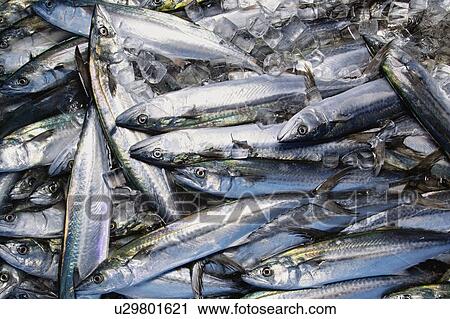 Stock Image - Spanish mackerel. Fotosearch