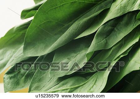 Spinach View Large Photo Image Stock Photo - Spinach. Fotosearch