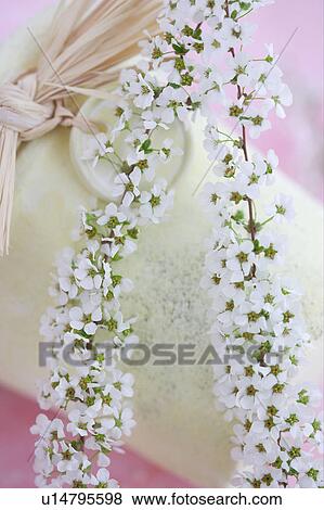 Stock Photo - Spiraea thunbergii. Fotosearch