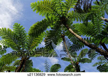 Subtropical plant View Large Photo Image Stock Photo - Subtropical plant. Fotosearch