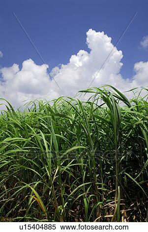 Stock Photography - Sugarcane. Fotosearch