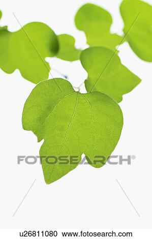 Stock Image - Thalictrum aquilegifolium. Fotosearch