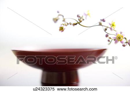 Stock Photography - Thalictrum rochebrunianum. Fotosearch