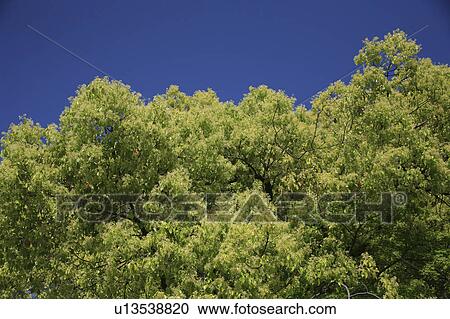 Trees against blue sky View Large Photo Image Stock Image - Trees against blue sky. Fotosearch