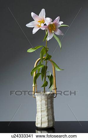 Two lilies in a vase View Large Photo Image Stock Image - Two lilies in a vase. Fotosearch