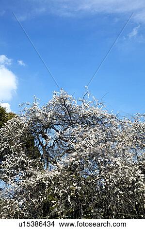Picture - Ume. Fotosearch