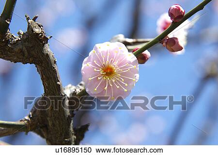 Stock Image - Ume. Fotosearch