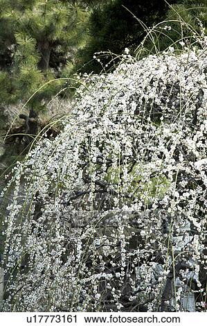 Stock Image - Ume. Fotosearch