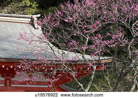 Stock Image - Ume. Fotosearch