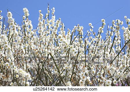 Stock Image - Ume. Fotosearch