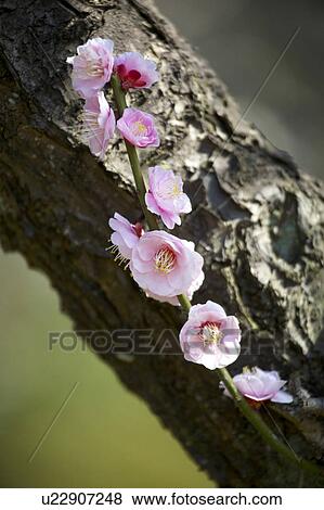 Stock Photo - Ume. Fotosearch