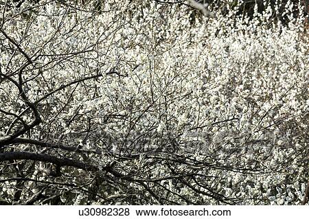 Ume View Large Photo Image Stock Photo - Ume. Fotosearch