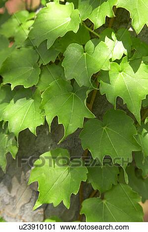 Stock Image - Vine. Fotosearch