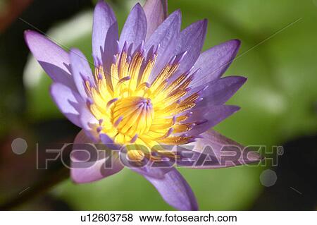 Stock Photo - Water lily. Fotosearch
