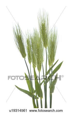 Wheat View Large Photo Image Stock Image - Wheat. Fotosearch