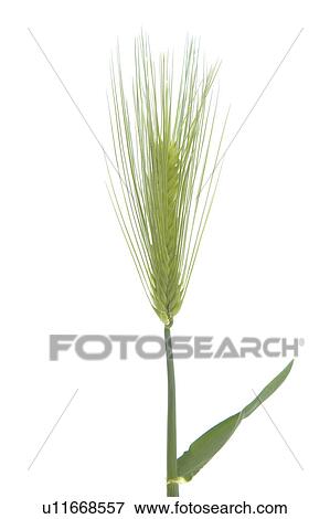 Stock Photo - Wheat. Fotosearch