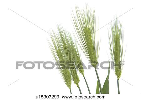 Stock Photo - Wheat. Fotosearch
