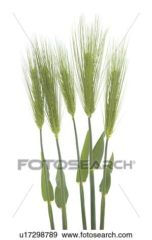 Stock Photo - Wheat. Fotosearch
