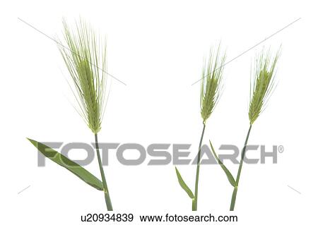 Wheat View Large Photo Image Stock Photo - Wheat. Fotosearch