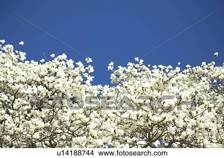 White magnolia View Large Photo Image Picture - White magnolia. Fotosearch