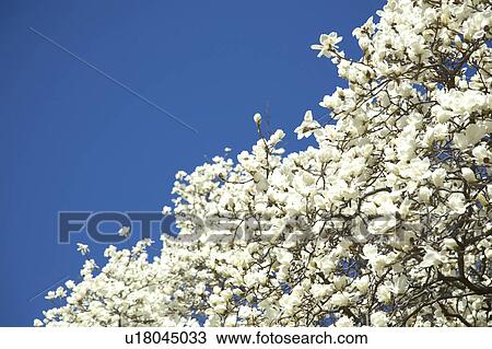 White magnolia View Large Photo Image Stock Image - White magnolia. Fotosearch