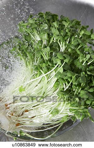 Stock Photo - White radish sprouts being washed. Fotosearch