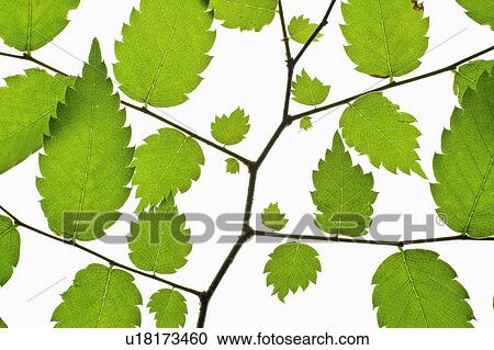 Stock Image - Zelkova. Fotosearch