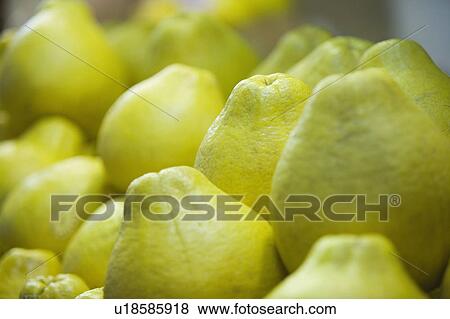 Close-up of a heap of pomelos in a store View Large Photo Image Stock Photo - Close-up of a heap of pomelos in a store. Fotosearch