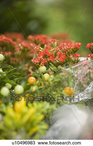 Close-up of flowers at a flower shop View Large Photo Image Stock Image - Close-up of flowers at a flower shop. Fotosearch