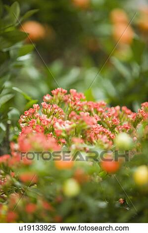 Close-up of flowers at a flower shop View Large Photo Image Stock Photography - Close-up of flowers at a flower shop. Fotosearch