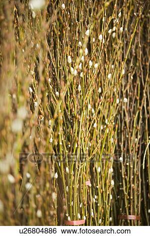 Close-up of pussy willows View Large Photo Image Stock Photograph - Close-up of pussy willows. Fotosearch
