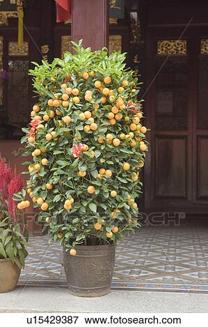 Mini-mandarin orange tree in a pot in a temple View Large Photo Image Stock Photo - Mini-mandarin orange tree in a pot in a temple. Fotosearch