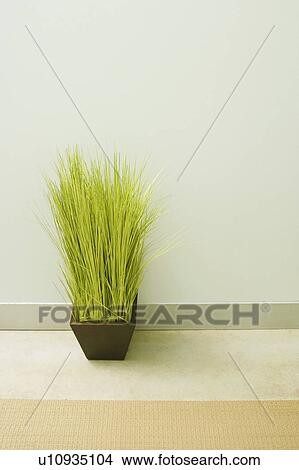 Potted wheatgrass by a wall View Large Photo Image Picture - Potted wheatgrass by a wall. Fotosearch