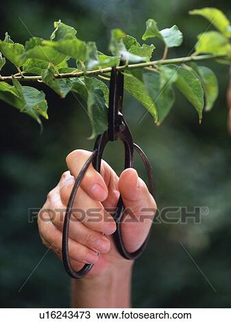 Hand cutting off the branch with scissors, Close Up View Large Photo Image Stock Image - Hand cutting off the branch with scissors, Close Up. Fotosearch