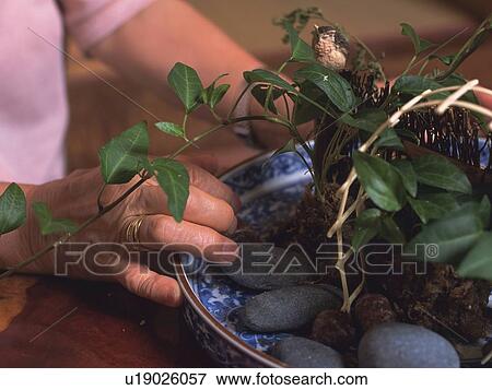 Stock Photo - Hands arranging flowers, Close Up. Fotosearch