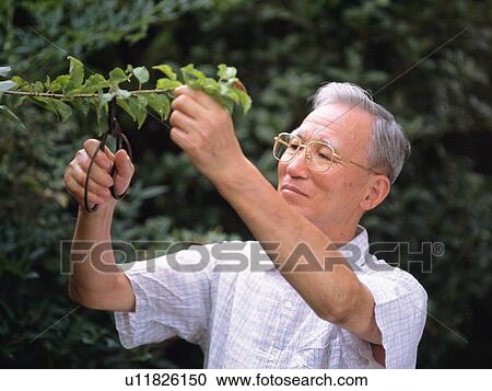 Stock Image - Senior adult man cutting off the branch, Side View. Fotosearch