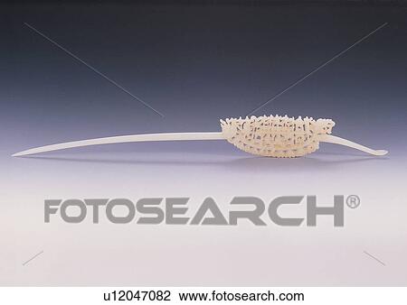 concept, focused, collectable, culture, crafts, ethnic View Large Photo Image Stock Image - concept, focused, collectable, culture, crafts, ethnic. Fotosearch