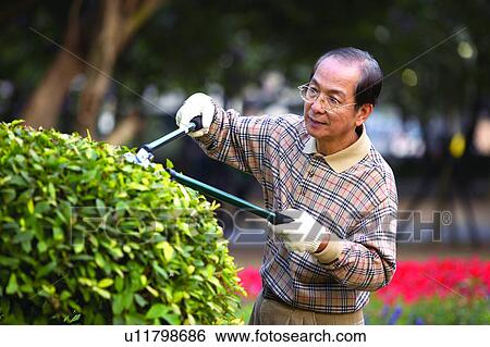 Stock Photograph - Leisure Activity, Holding, Asian Ethnicity, Looking Down, Outdoor, Hedge Clippers. Fotosearch