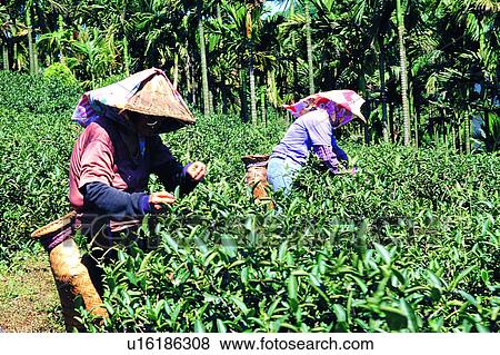 Stock Photo - old, leaf, farmer, oriental, tree, tea. Fotosearch