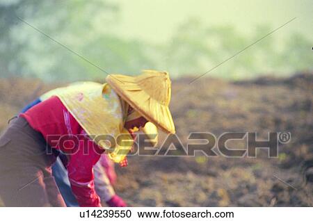 Stock Image - old, oriental, traditional, farmer, farm, agriculture. Fotosearch