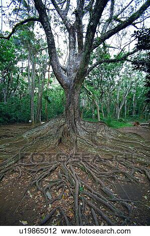 Stock Image - old, oriental, traditional, tree, garden, park. Fotosearch