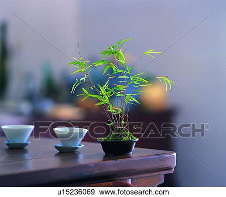 Stock Photo - old, traditional, cup, oriental, plant. Fotosearch