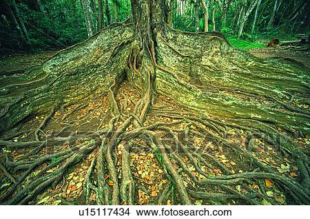 Picture - trunk, tree, traditional, oriental, old, root. Fotosearch