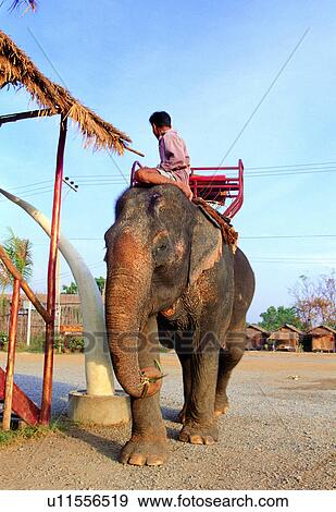 Stock Photo - Beach, Clear Sky, Domestic Animals, Elephant, Hat. Fotosearch