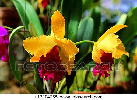 Bloom, Blossom, Close-Up, Day, Flora View Large Photo Image Stock Photography - Bloom, Blossom, Close-Up, Day, Flora. Fotosearch
