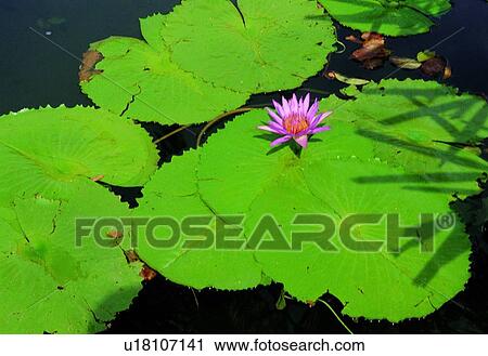 Stock Image - Bloom, Blossom, Day, Flora, Flower. Fotosearch