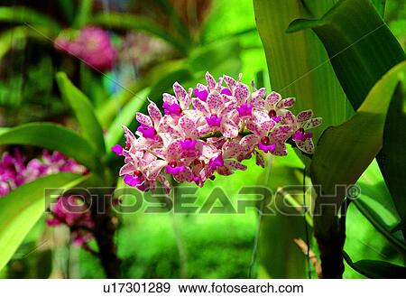 Stock Photo - Blossom, Flower, Flora, Tropical Flower, Outdoor, Pink. Fotosearch